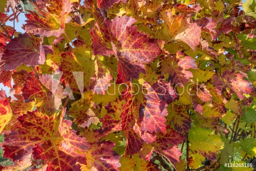 Picture of Rotes Weinlaub an einem Rebstock im Herbst 